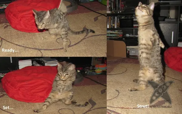 Котенок без передних лап