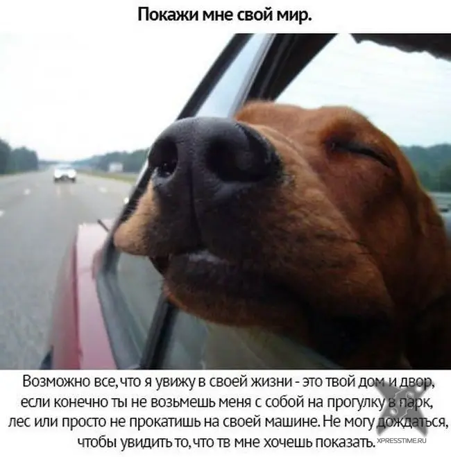 Берегите своих питомцев