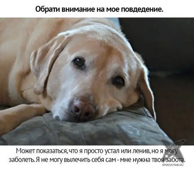 Берегите своих питомцев