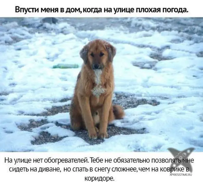 Берегите своих питомцев