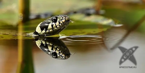 Интересные факты о воде