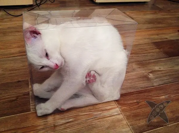 Кошка в коробке