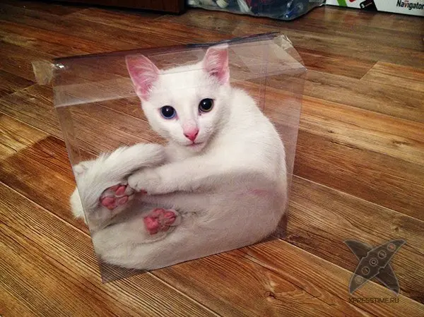 Кошка в коробке