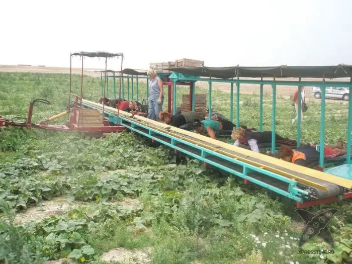 Комбайн для сбора огурцов
