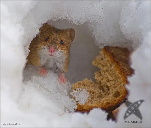 Смешные животные