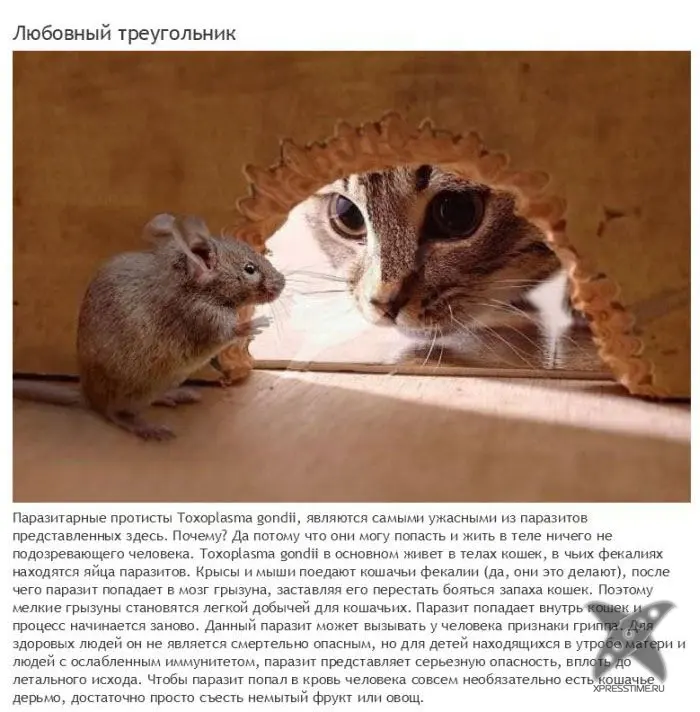 Зомби-паразиты