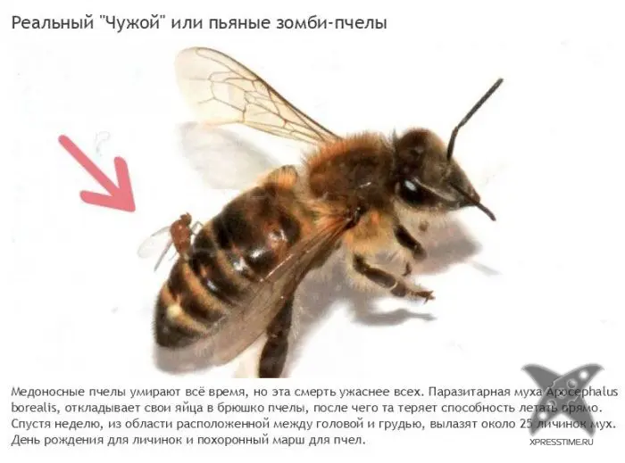 Зомби-паразиты