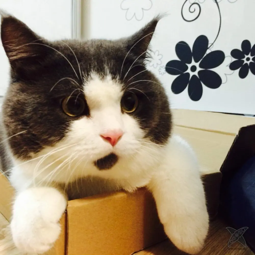 Удивленный котик