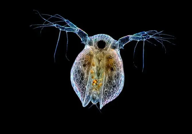 Лучшие фото с Nikon small world 2014-19