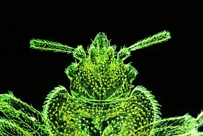 Лучшие фото с Nikon small world 2014-26