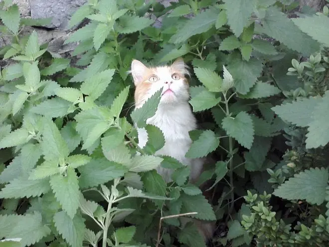 Котов штырит от мяты-1