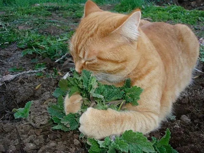 Котов штырит от мяты-2