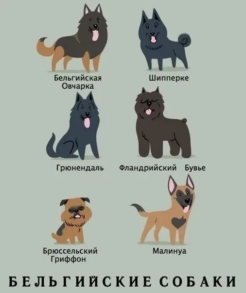 Виды и происхождение собак-6