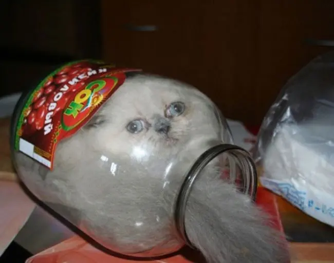 Кошки - это жидкость!-1
