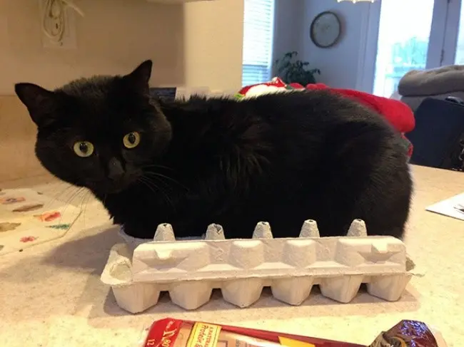 Кошки - это жидкость!-10