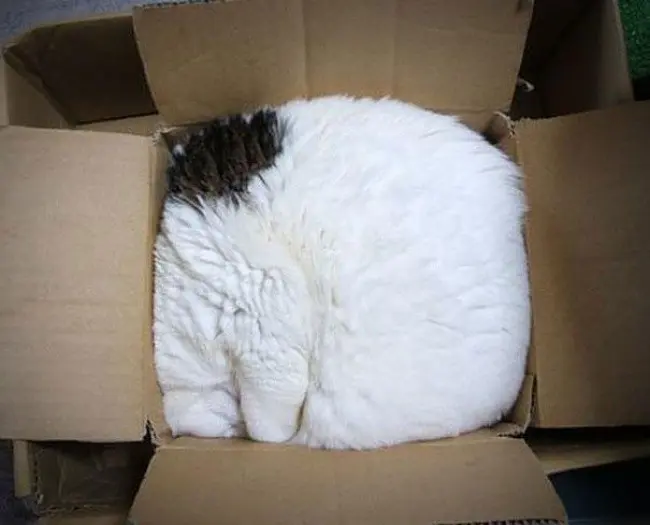 Кошки - это жидкость!-2