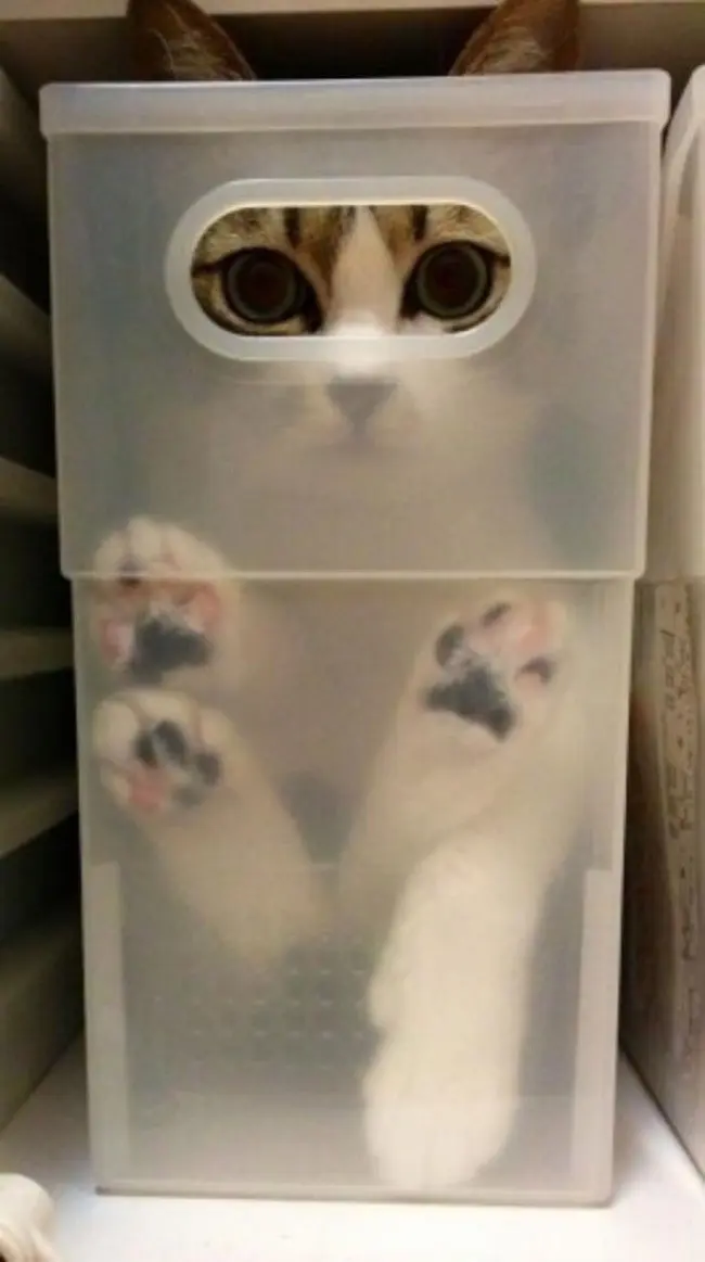 Кошки - это жидкость!-6