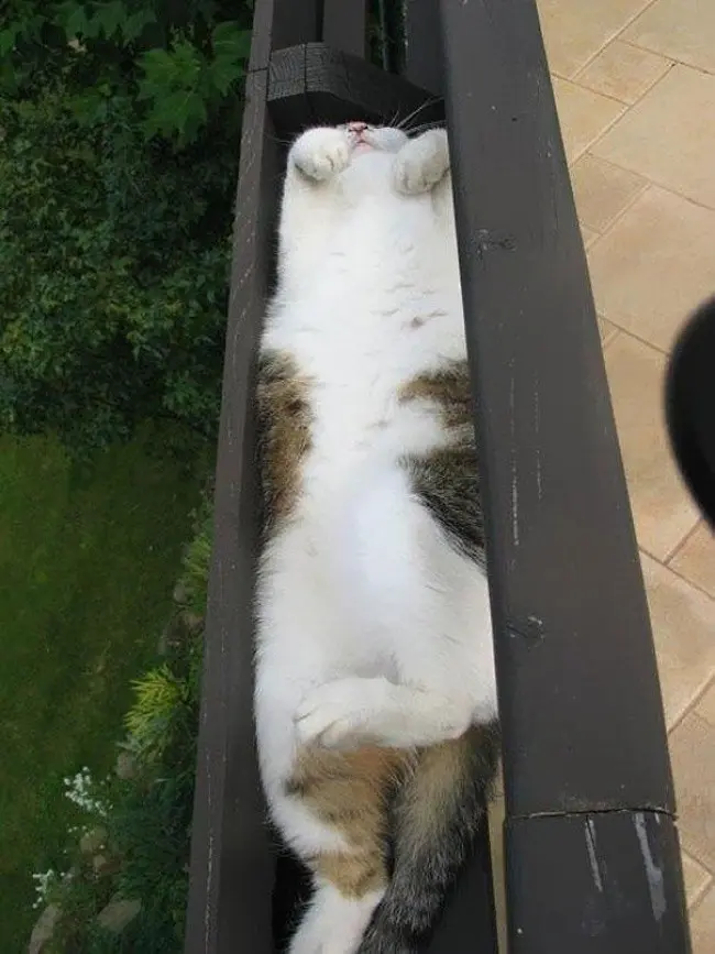 Кошки - это жидкость!-7