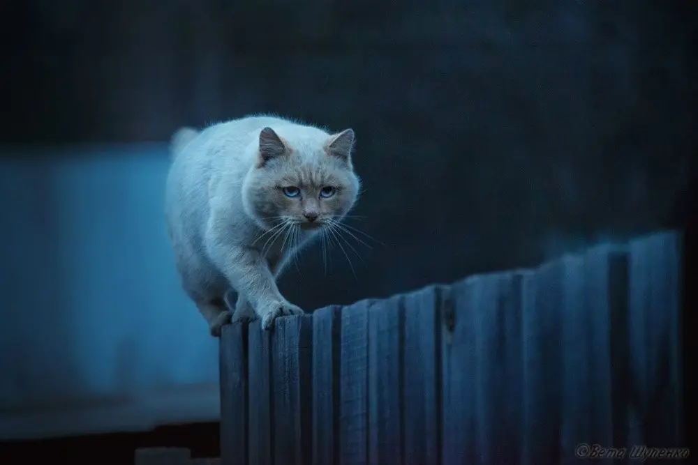Лучшие снимки National Geographic-1