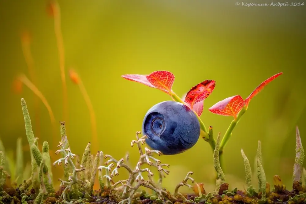 Лучшие снимки National Geographic-12