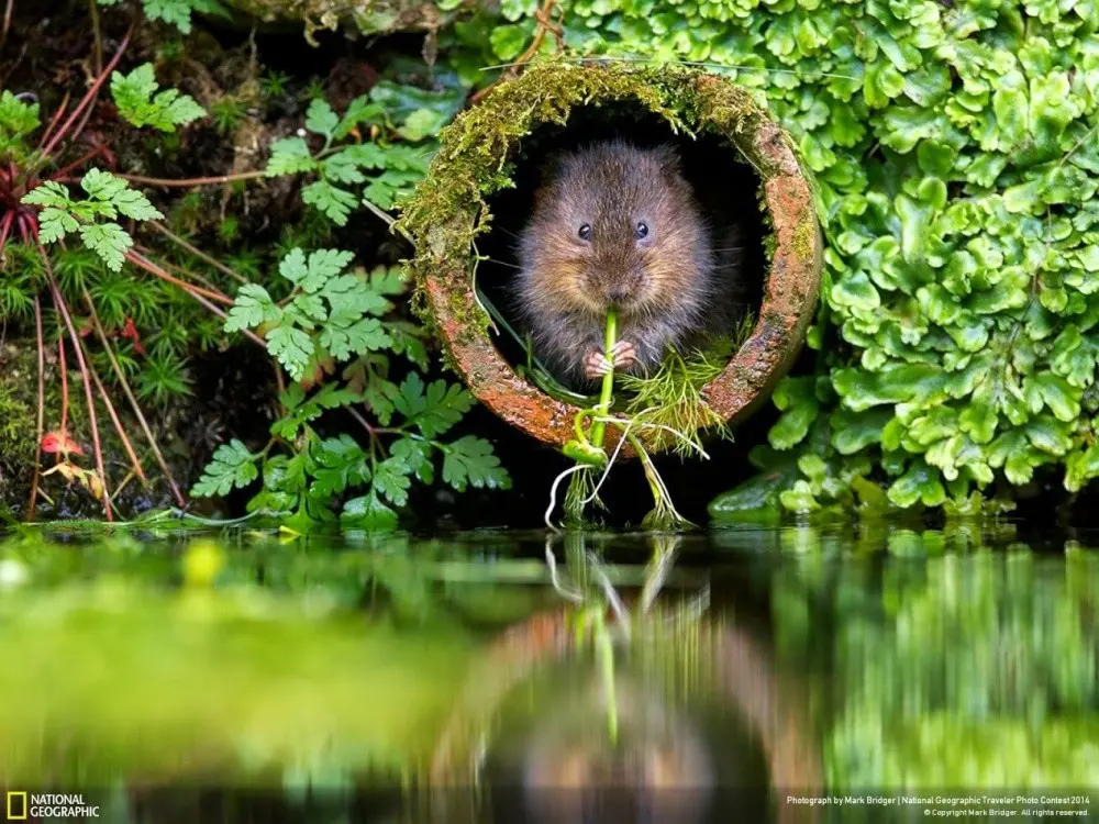 Лучшие снимки National Geographic-21