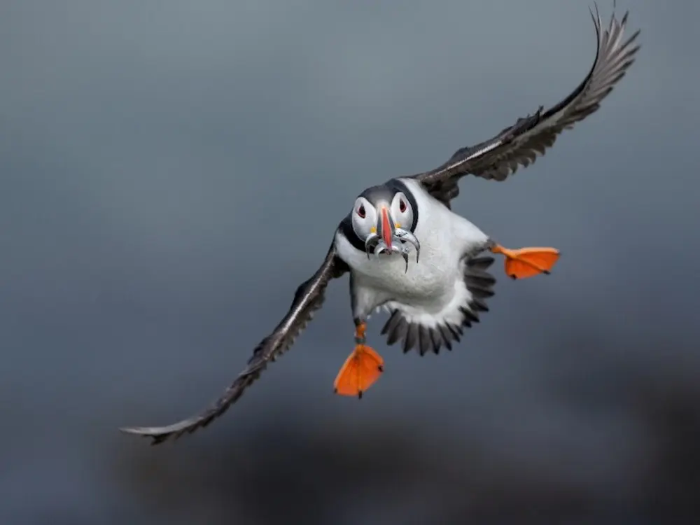 Лучшие снимки National Geographic-23