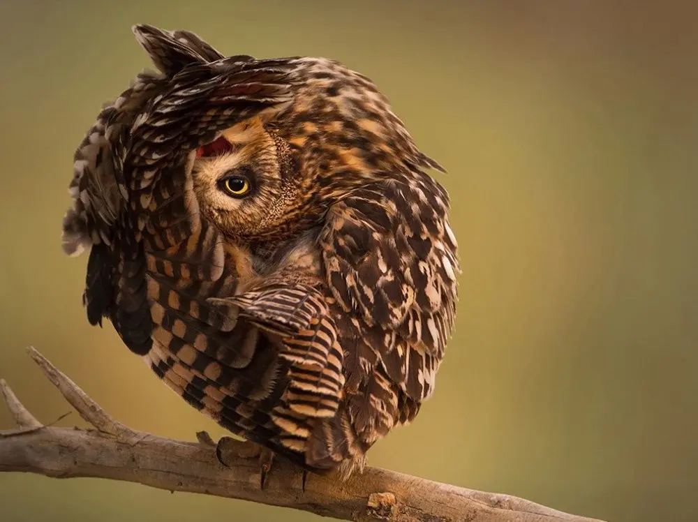 Лучшие снимки National Geographic-26
