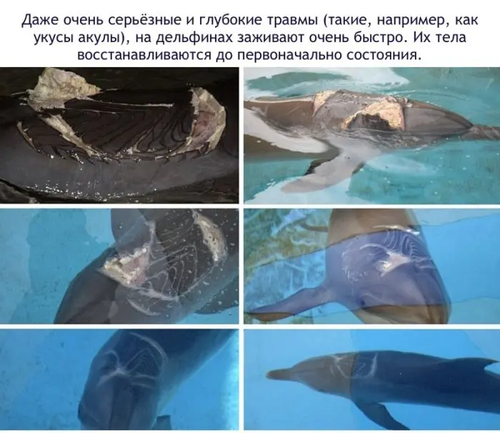 Факты о дельфинах-1