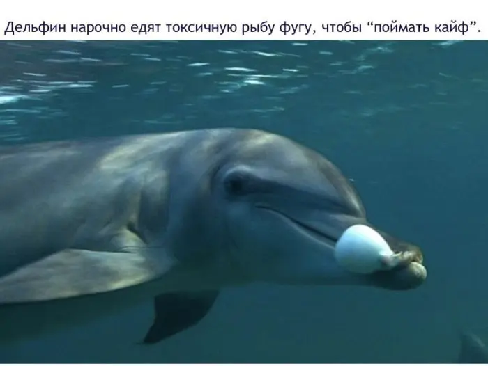 Факты о дельфинах-11