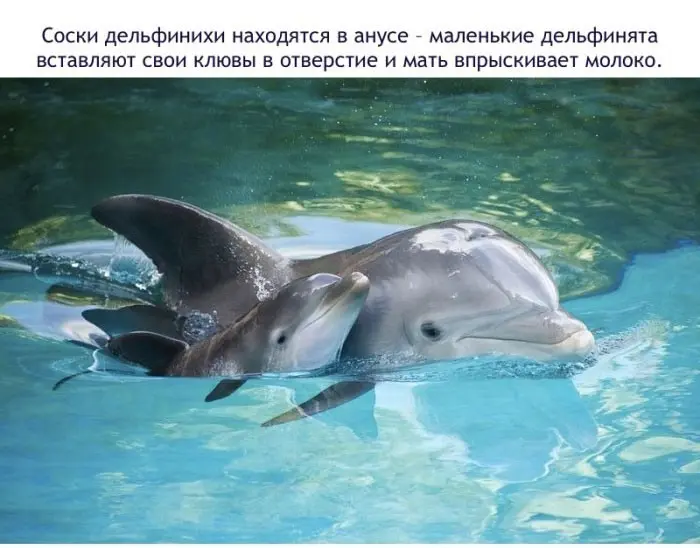 Факты о дельфинах-13