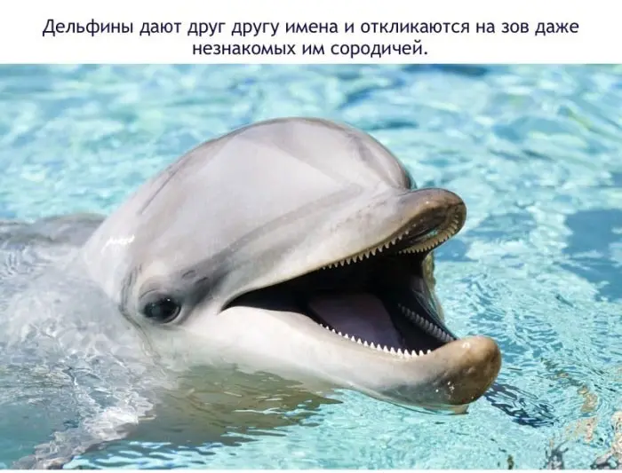 Факты о дельфинах-14