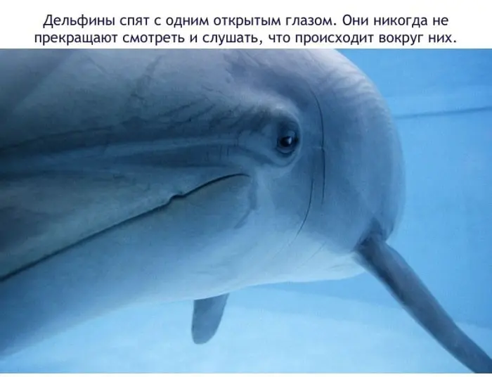 Факты о дельфинах-4