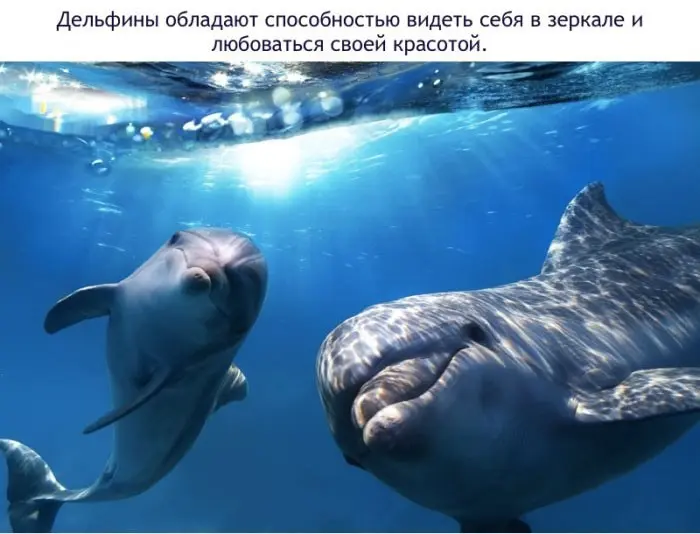 Факты о дельфинах-7