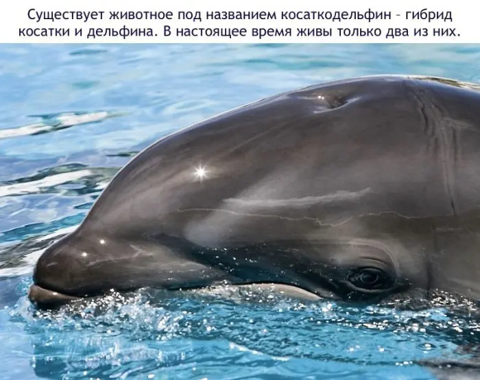 Факты о дельфинах-8