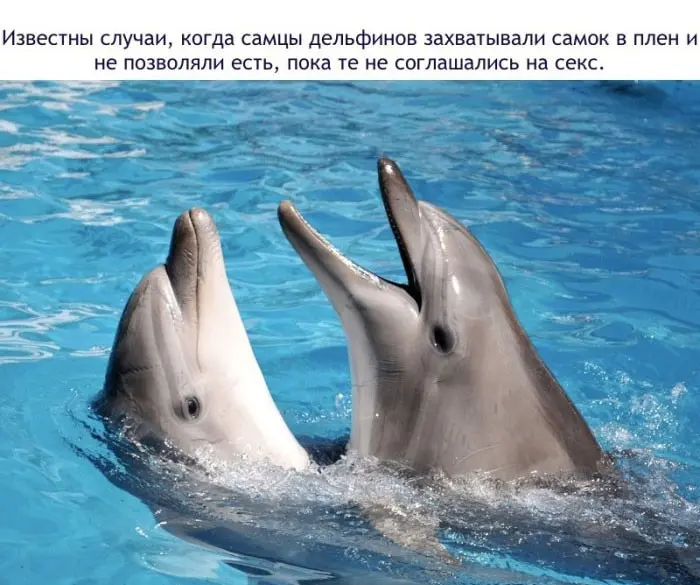 Факты о дельфинах-9