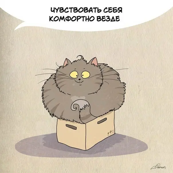 Чему следует поучиться у кошек-3