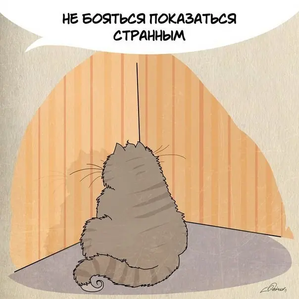 Чему следует поучиться у кошек-6