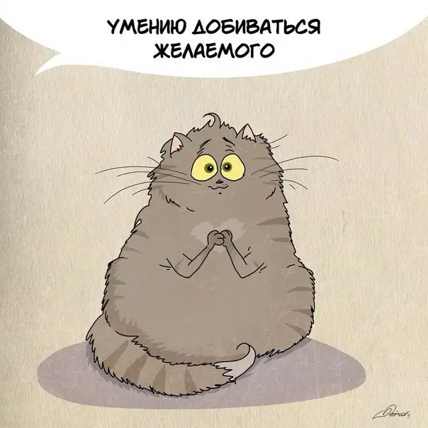 Чему следует поучиться у кошек-8