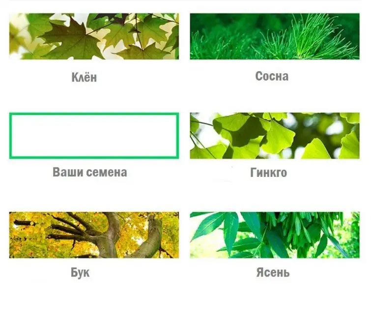 Превращение в дерево после смерти-4