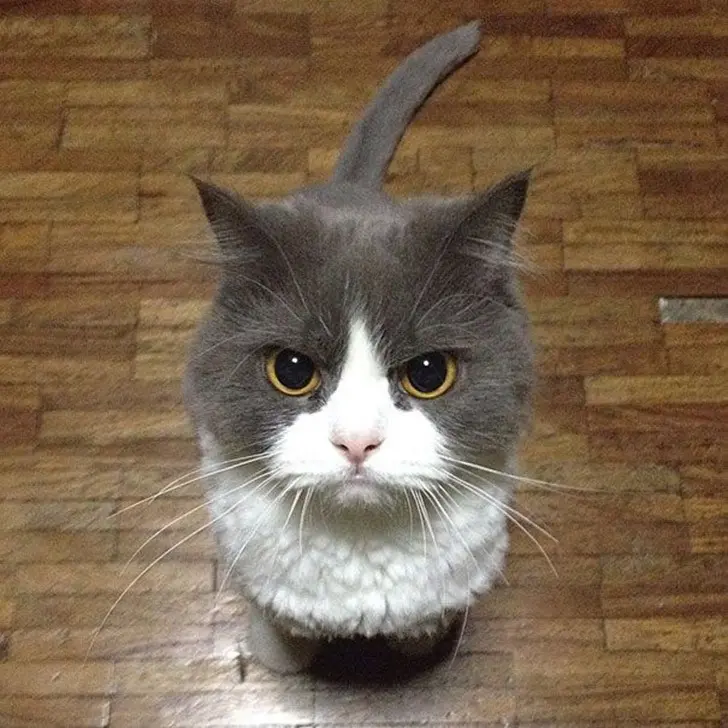 Коты, задумавшие убить хозяев-19