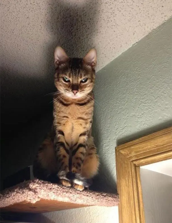 Коты, задумавшие убить хозяев-21