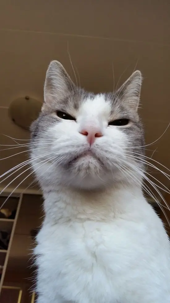 Коты, задумавшие убить хозяев-3