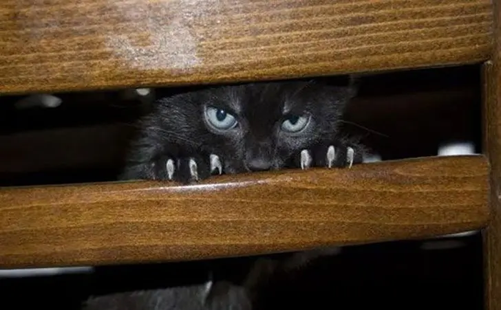 Коты, задумавшие убить хозяев-4