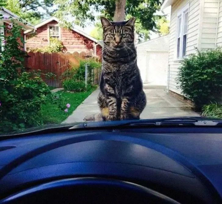 Коты, задумавшие убить хозяев-6