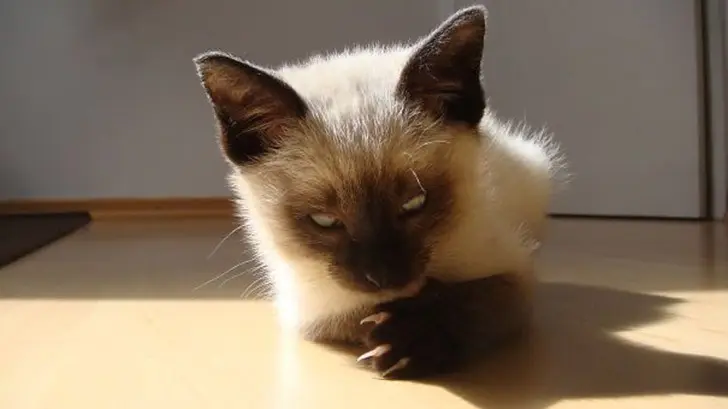 Коты, задумавшие убить хозяев-8