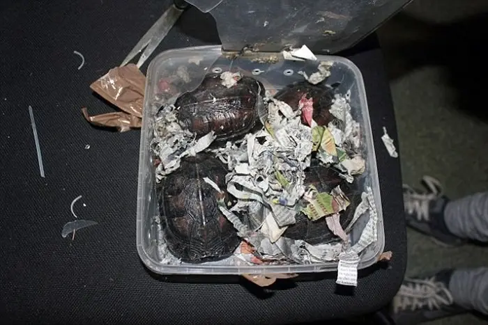 В домодедово поймали контрабандистку-2