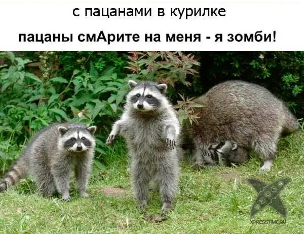 Один день из жизни енота