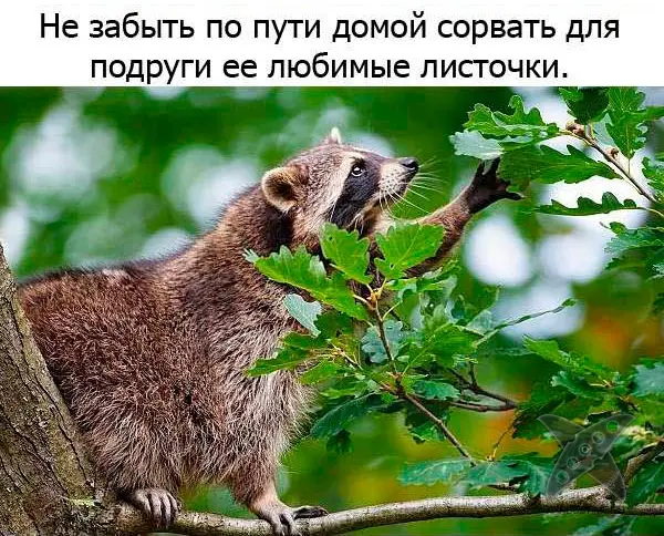 Один день из жизни енота