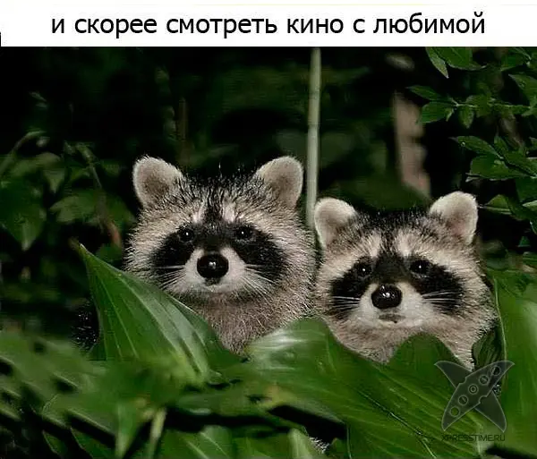 Один день из жизни енота