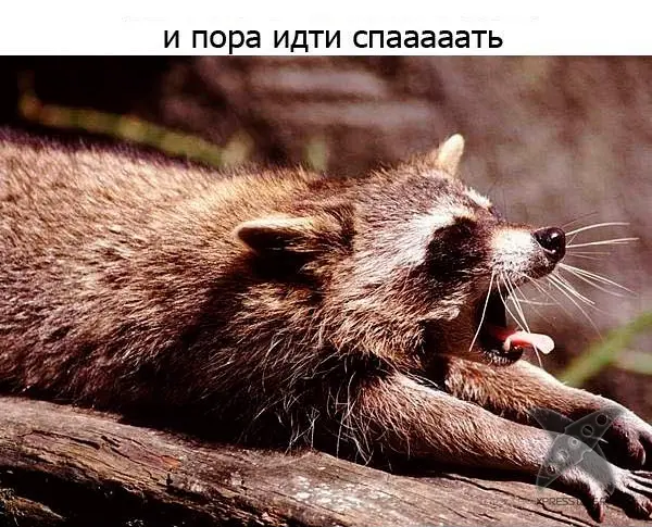 Один день из жизни енота